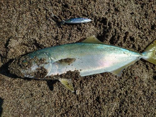 野積海岸