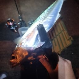 サバ