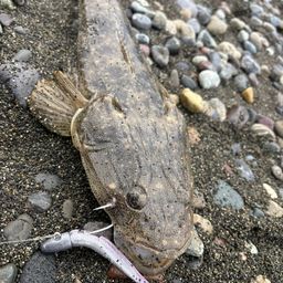 マゴチ