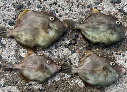 カワハギの釣果