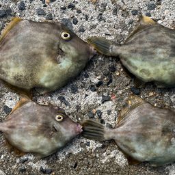 カワハギ