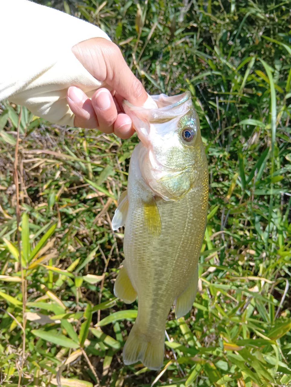 ラージマウスバス