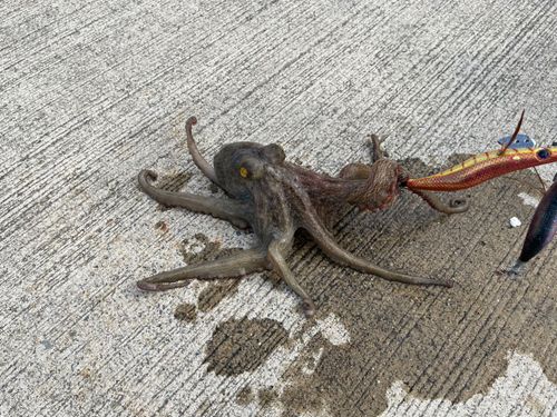 タコの釣果