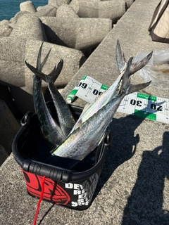 サゴシの釣果