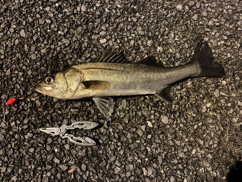 フッコ（マルスズキ）の釣果