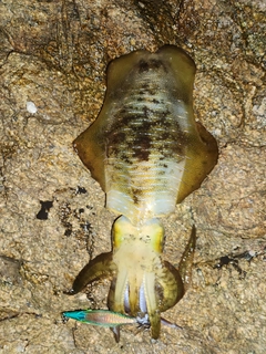 アオリイカの釣果