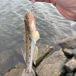 マハゼ