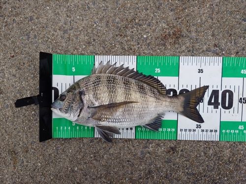チヌの釣果