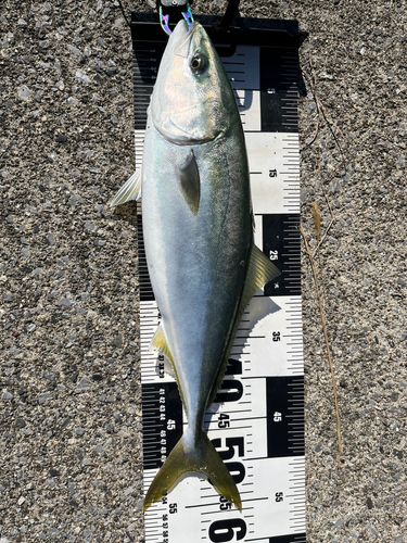 釜石湾