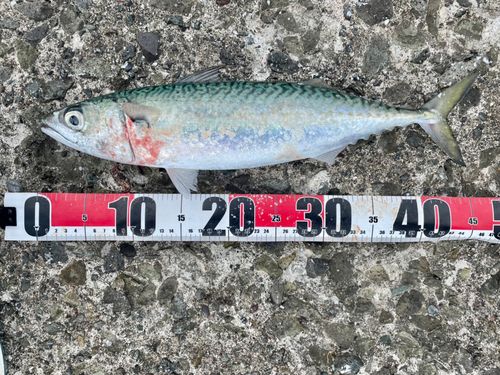 サバの釣果