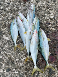 フクラギの釣果