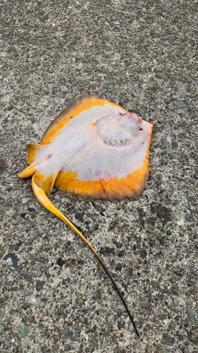 アカエイの釣果