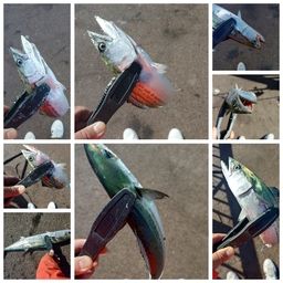 サゴシ