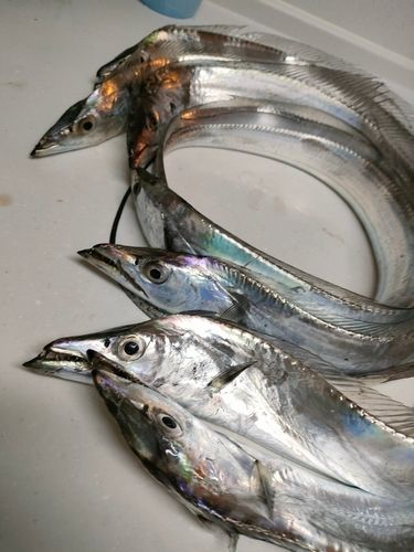 タチウオの釣果