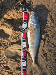 ハマチの釣果