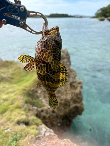 イシミーバイの釣果
