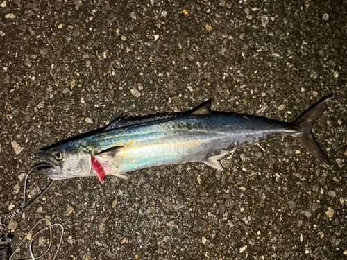 サゴシの釣果