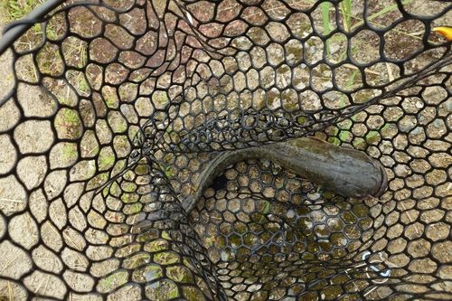 ナマズの釣果