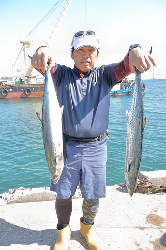 サワラの釣果
