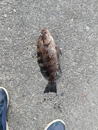 オオモンハタの釣果