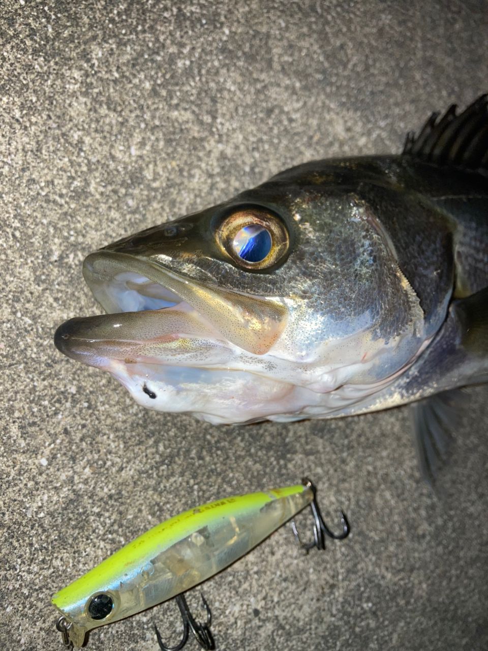 SHIMANO 18ディアルーナ　s90ml 18ディアルーナS90MLのインプレ！ワインド、エギングも出来る