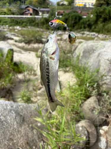 矢作川上流