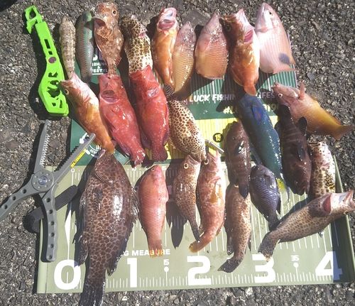 マアジの釣果