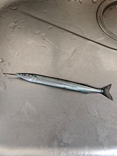 高洲海浜公園