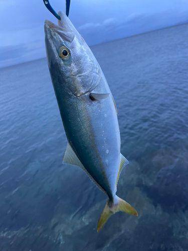鹿児島湾南部