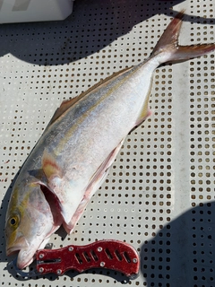 ネリゴの釣果