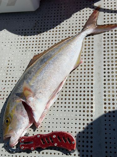 ネリゴの釣果