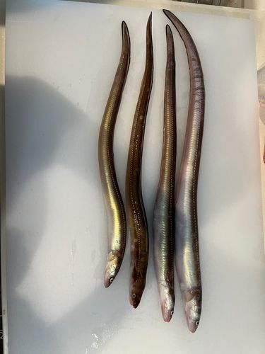 ハモの釣果