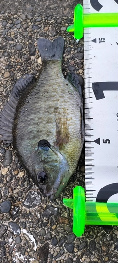 ブルーギルの釣果