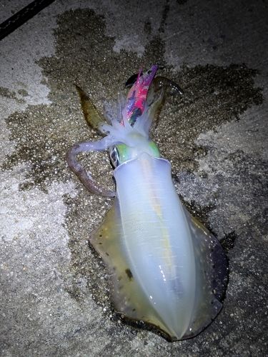 アオリイカの釣果