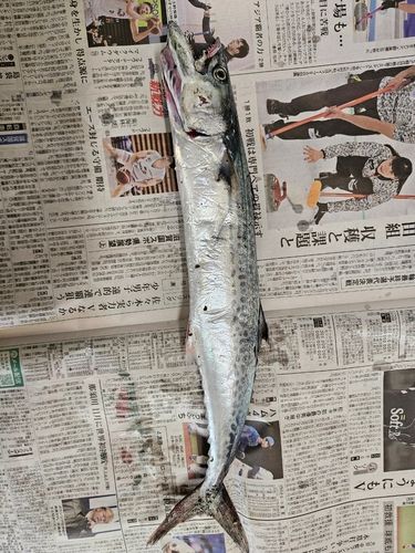 サゴシの釣果