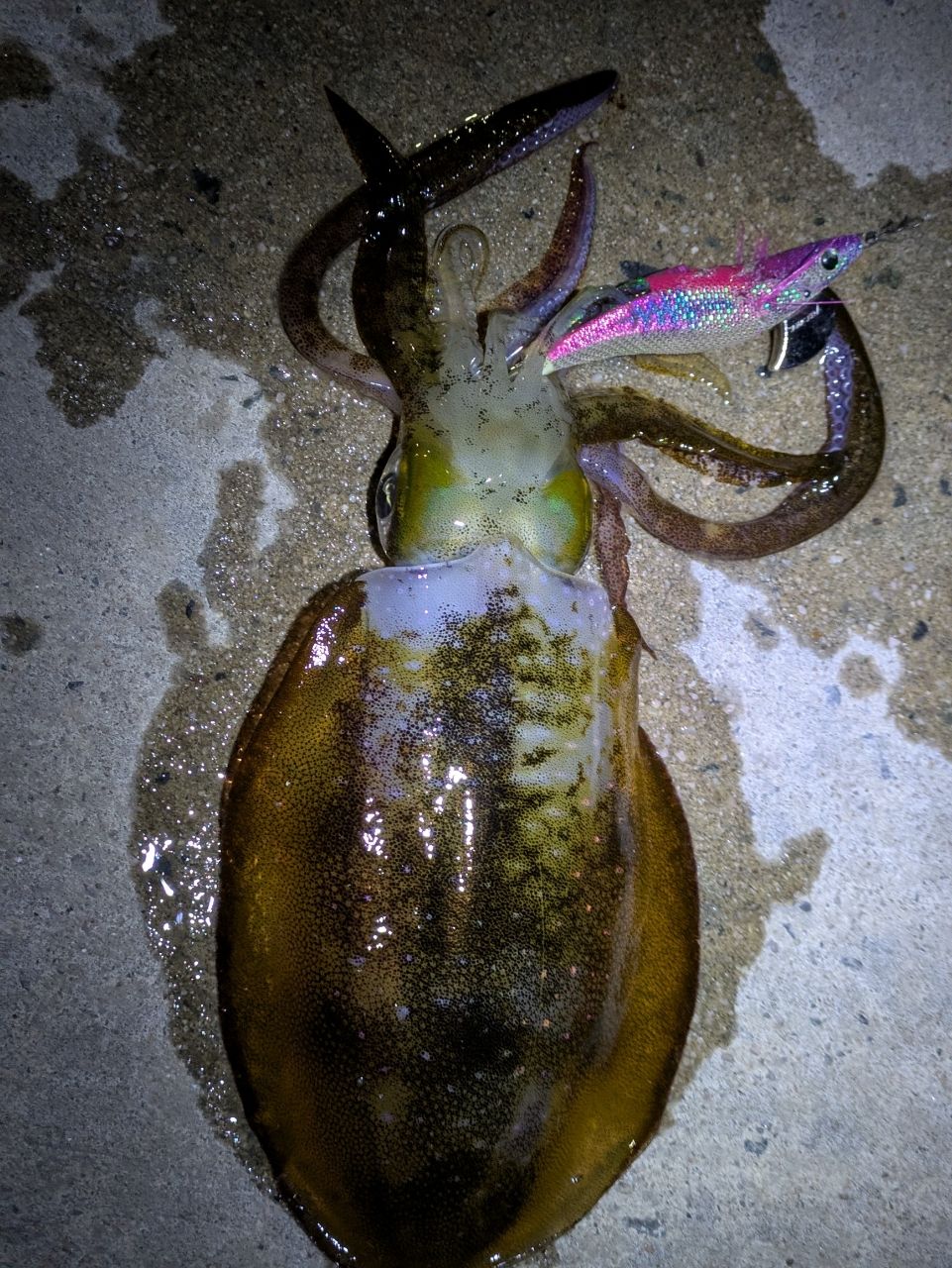 SHIMANO 21セフィア XR S93MLの最安値・インプレ・釣果 | 本音の口コミ