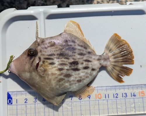 カワハギの釣果