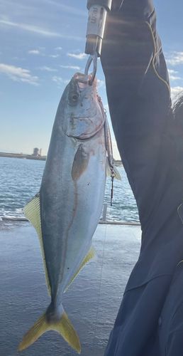 イナダの釣果