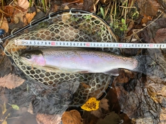 ニジマスの釣果