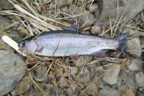 ニジマスの釣果