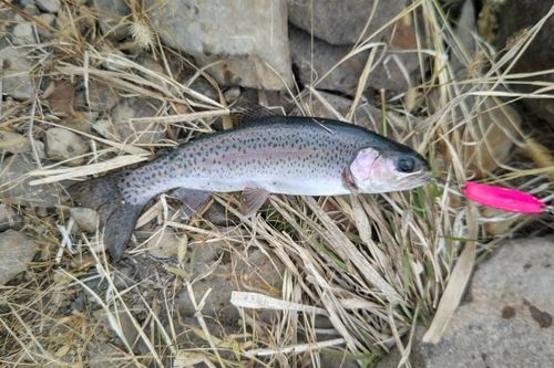 ニジマスの釣果