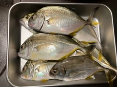 メッキの釣果