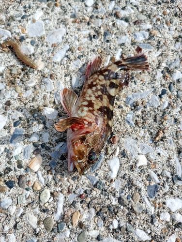 カサゴの釣果