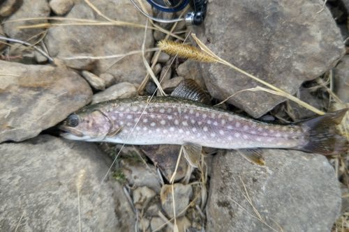 アメマスの釣果