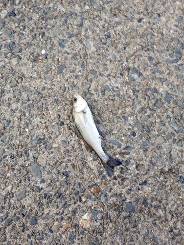 釣果
