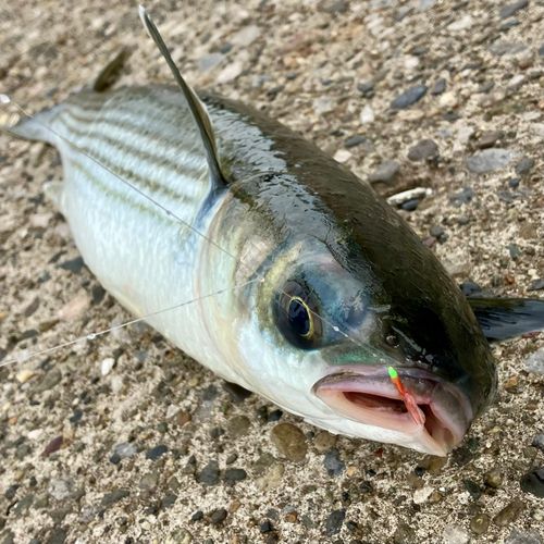 ボラの釣果