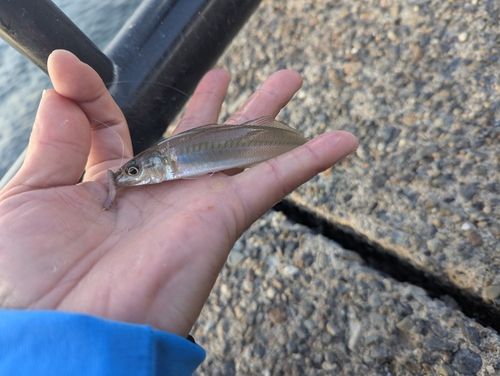 シロギスの釣果