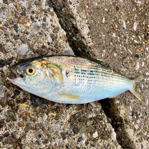 コノシロの釣果