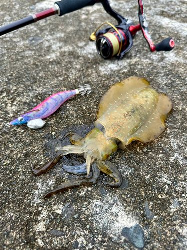 アオリイカの釣果