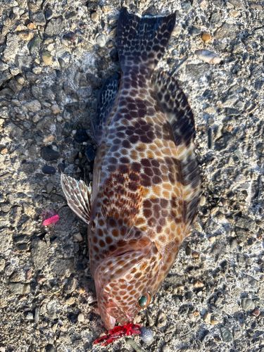 オオモンハタの釣果
